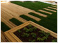 Terraces - floorboards